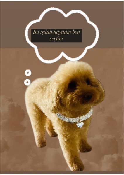 Taşlı Köpek Kolye Tasma Aksesuarı (Istediğiniz Harfi Mesaj Olarak Belirtin)