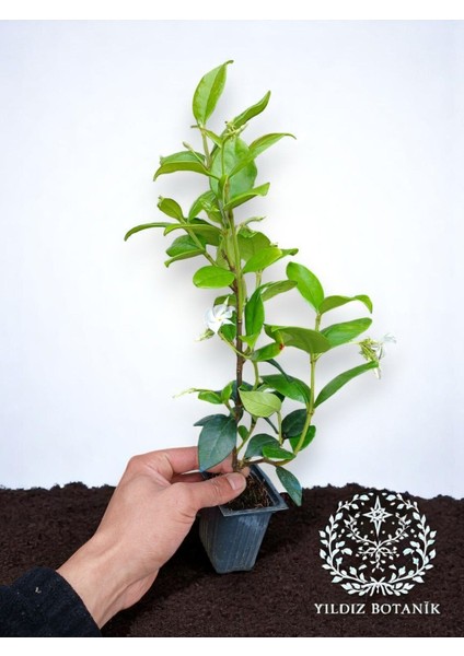 Arap Yasemini Sarmaşığı Fidanı Rhyncospermum Jasminoides 20-30 cm