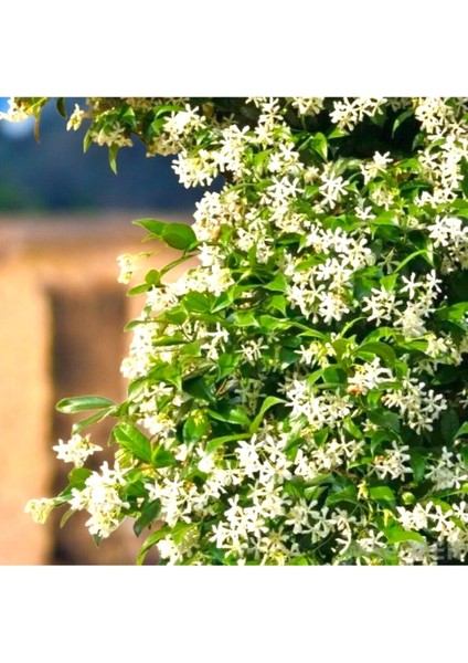 Arap Yasemini Sarmaşığı Fidanı Rhyncospermum Jasminoides 20-30 cm fiyatları