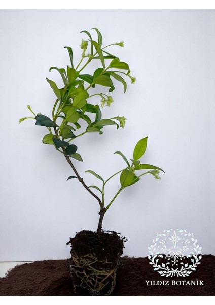 Arap Yasemini Sarmaşığı Fidanı Rhyncospermum Jasminoides 20-30 cm modelleri
