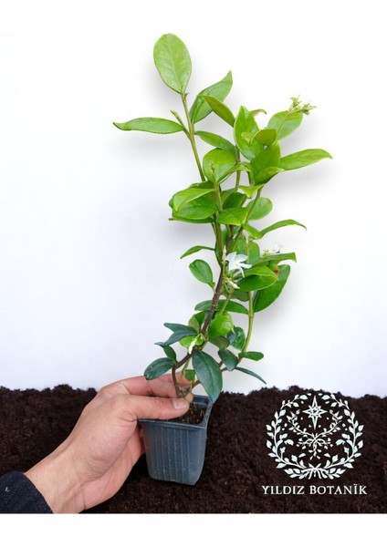 Arap Yasemini Sarmaşığı Fidanı Rhyncospermum Jasminoides 20-30 cm fırsatları