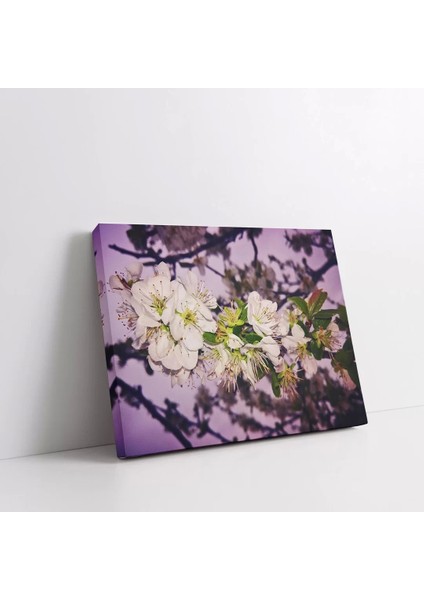 Beyaz Erik Çiçekleri Kanvas Tablo fiyatları