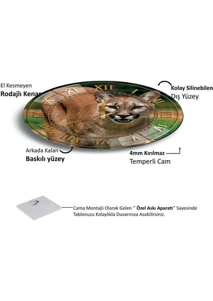 Şeffaf Cam Saat, 60 cm Uzunluk, Şık ve Modern Tasarım fırsatları