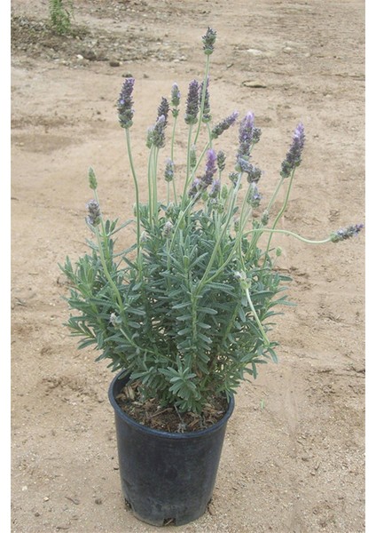 Lavandula Angustifolia Fidesi, Saksıda, 10-20 cm 1 Adet