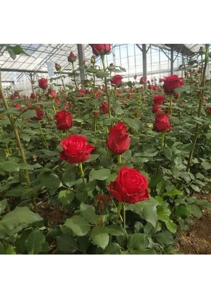 Kırmızı Gül Fidanı 10-20 cm