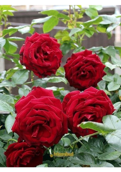 Kırmızı Gül Fidanı 10-20 cm