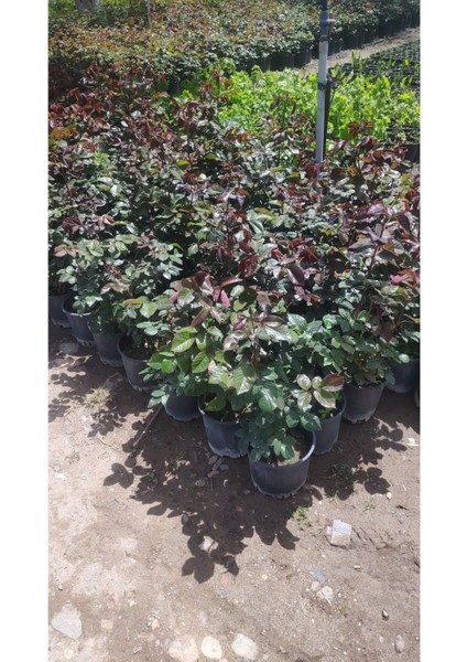 Kırmızı Gül Fidanı 10-20 cm