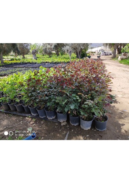 Kırmızı Gül Fidanı 10-20 cm
