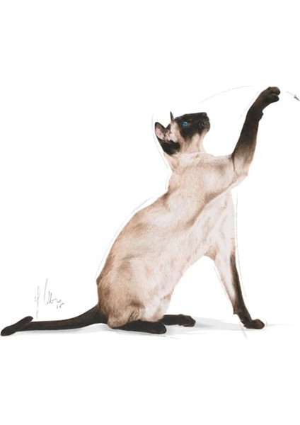 Cat Fbn Siamese Kedi Maması 2 kg modelleri