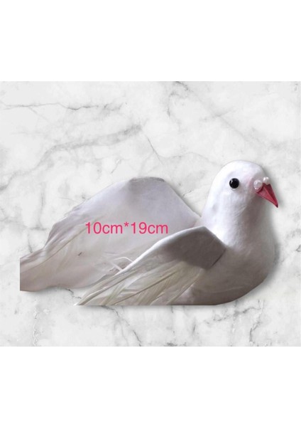 Büyük Boy Güvercin