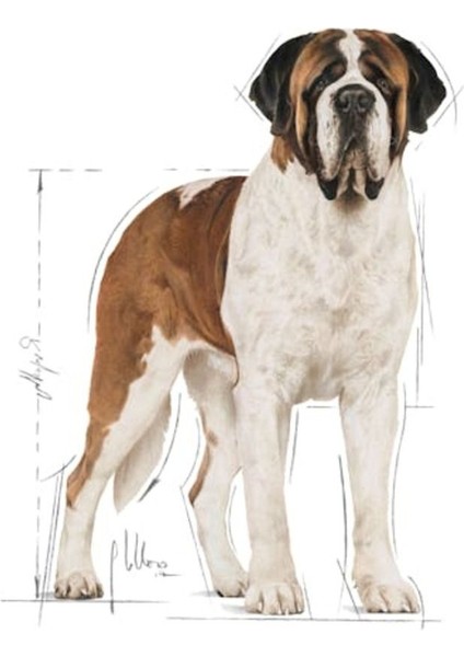 Dog Shn Giant Adult Köpek Maması 15 kg modelleri