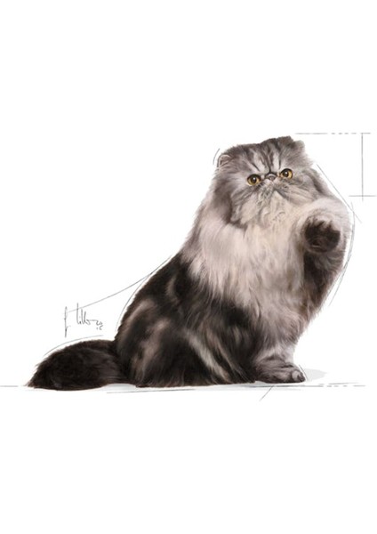 Iran Kedisi Için Yetişkin Kedi Maması 10KG modelleri