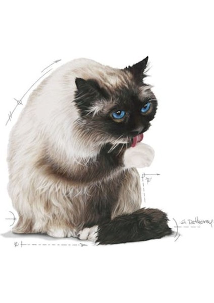 Hairball Care 2 kg Tüy Yumağı Için Kedi Maması modelleri