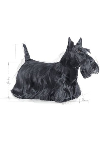 Ccn Mini Dermacomfort Adult Küçük Irk Yetişkin Köpek Maması 3 kg - Petshopundan modelleri
