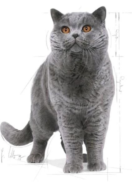 Cat Fbn British Shorthair Kedi Maması 10 kg modelleri