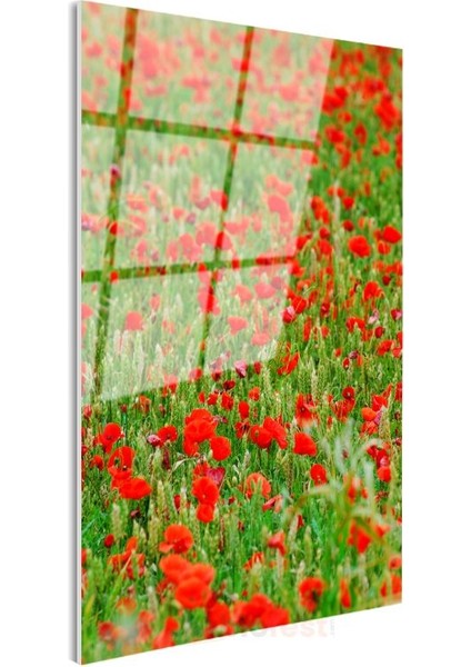 Gelincik Tarlası - Kırmızı Çiçekli Doğa Manzarası Cam Tablo modelleri