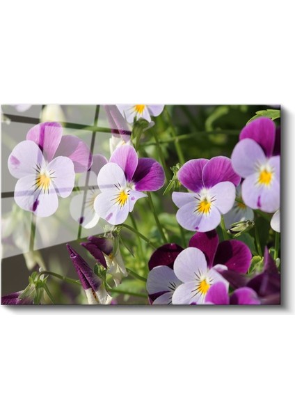 Hercai Menekşeler - Sarı Merkezli Renkli Çiçekler Cam Tablo fiyatları