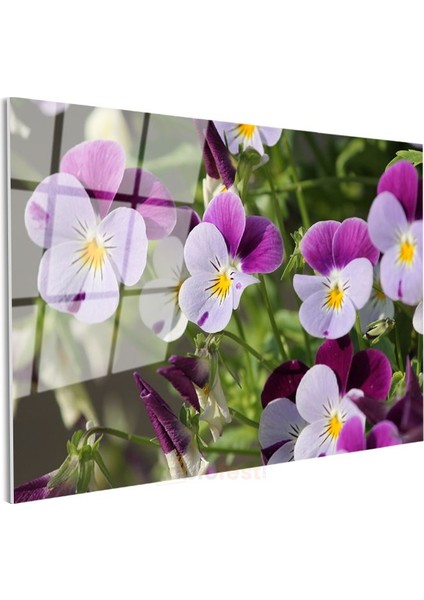 Hercai Menekşeler - Sarı Merkezli Renkli Çiçekler Cam Tablo modelleri