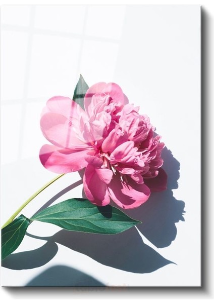 Pembe Şakayık - Modern Botanik Fotoğraf Cam Tablo fiyatları