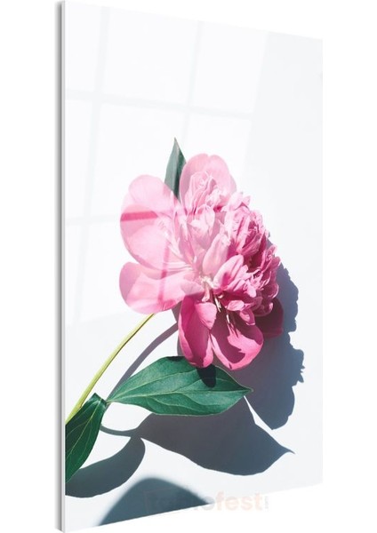 Pembe Şakayık - Modern Botanik Fotoğraf Cam Tablo modelleri