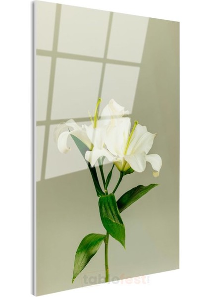 Beyaz Lilyum - Minimalist Çiçek Portresi Cam Tablo modelleri