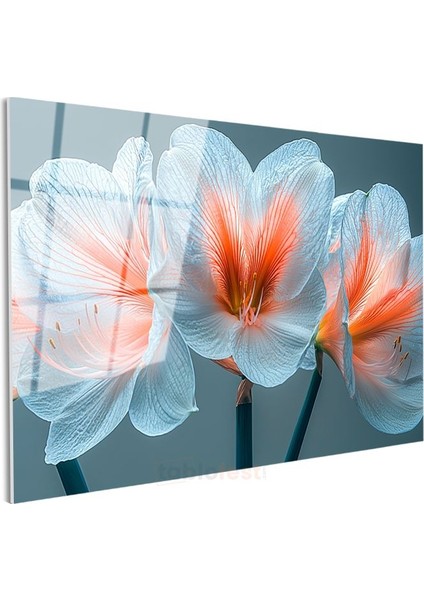 Beyaz Amarilis - Turkuaz Fonda Zarif Çiçek Portresi Cam Tablo modelleri