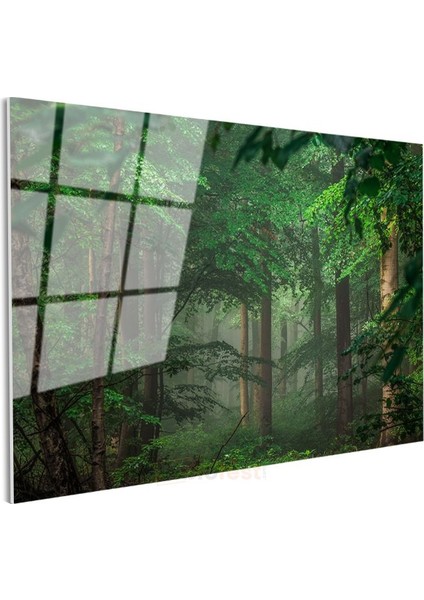 Sis Ormanı - Yeşil Yapraklar Arasında Işık Huzmeleri Cam Tablo modelleri
