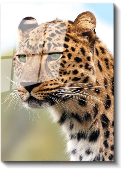 Leopar Portresi - Vahşi Bakış Cam Tablo