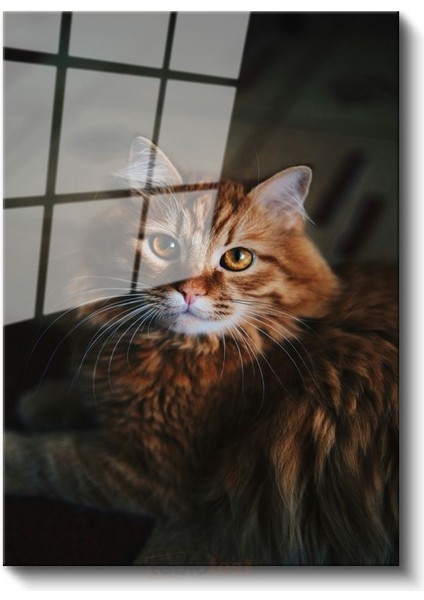 Kahverengi Kedi - Uzun Tüylü Bakışları Etkileyen Cam Tablo