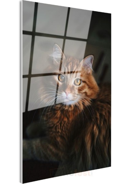 Kahverengi Kedi - Uzun Tüylü Bakışları Etkileyen Cam Tablo