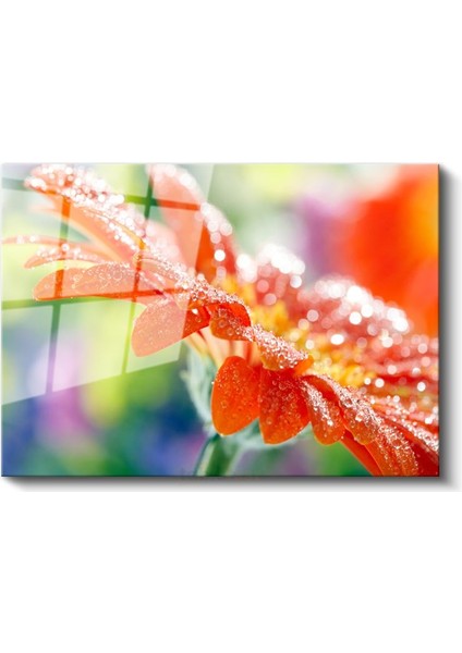 Turuncu Gerbera - Çiy Damlacıklı Çiçek Detayı Cam Tablo fiyatları