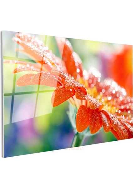 Turuncu Gerbera - Çiy Damlacıklı Çiçek Detayı Cam Tablo modelleri
