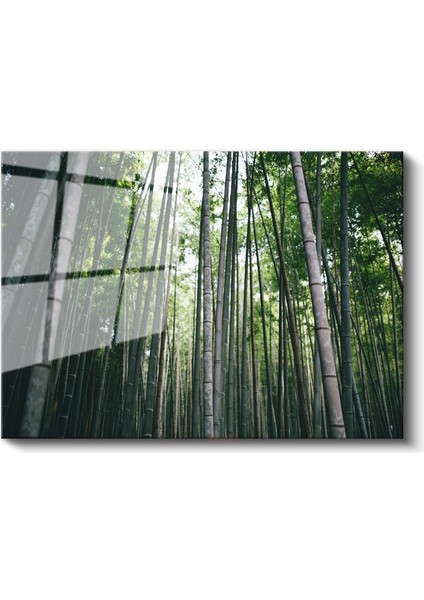 Bambu Ormanı - Göğe Uzanan Yeşil Sütunlar Cam Tablo fiyatları