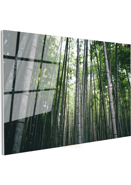 Bambu Ormanı - Göğe Uzanan Yeşil Sütunlar Cam Tablo modelleri