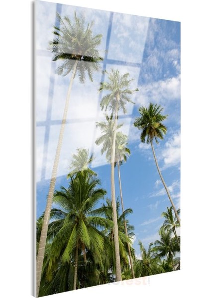 Palmiye Cenneti - Gökyüzüne Uzanan Yeşil Siluetler Cam Tablo modelleri