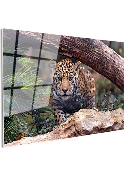 Genç Jaguar - Doğal Yaşam Alanında Pusuya Yatmış Cam Tablo