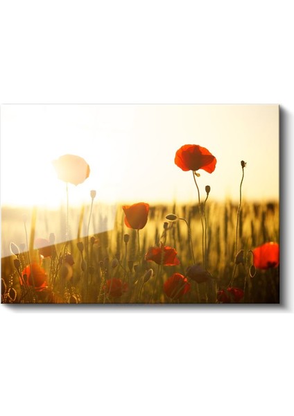Gelincik Tarlası - Altın Sarısı Günbatımında Kırmızı Çiçekler Cam Tablo fiyatları