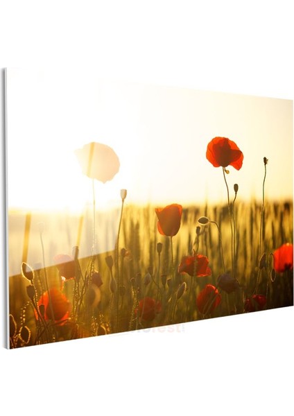 Gelincik Tarlası - Altın Sarısı Günbatımında Kırmızı Çiçekler Cam Tablo modelleri