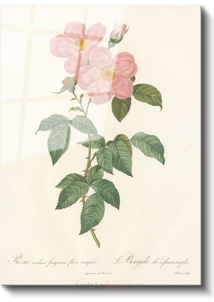 Pierre-Joseph Redouté - Pembe Yaban Gülü Cam Tablo
