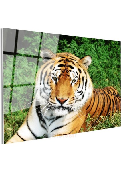 Bengal Kaplanı - Yeşil Otlakta Dinlenen Yırtıcı Cam Tablo modelleri