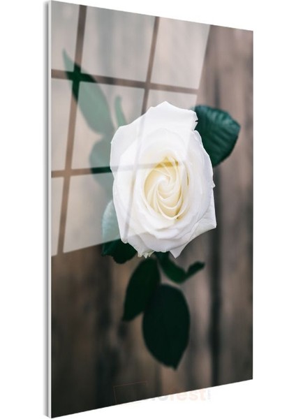 Beyaz Gül - Minimalist Çiçek Portresi Cam Tablo