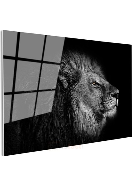 Asil Aslan - Profil Açısından Ormanlar Kralı Cam Tablo modelleri