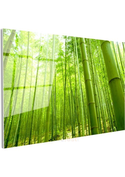 Bambu Ormanı - Canlı Yeşil Tonlarıyla Doğanın Huzuru Cam Tablo modelleri