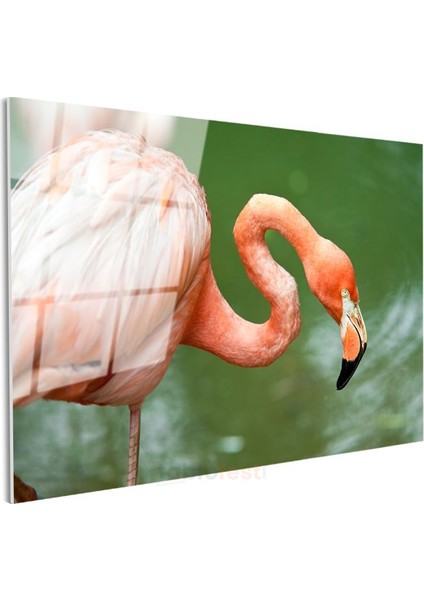 Pembe Flamingo - Zarif Duruşlu Su Kuşu Cam Tablo modelleri