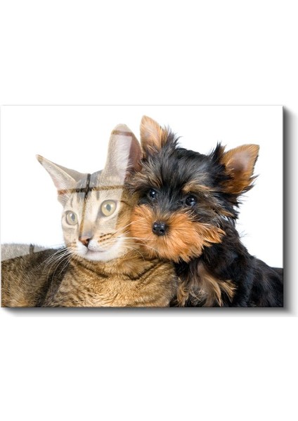 Sıcak Dostluk - Kedi ve Köpek Yavrusu Yan Yana Cam Tablo