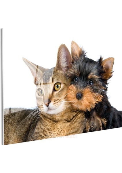 Sıcak Dostluk - Kedi ve Köpek Yavrusu Yan Yana Cam Tablo