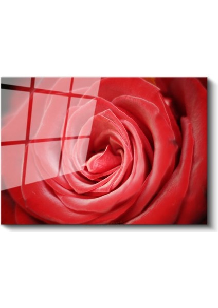 Kırmızı Gül - Makro Çekim Çiçek Portresi Cam Tablo fiyatları