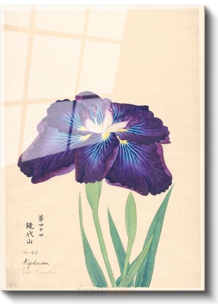 Ohara Koson - Mor Iris Çiçeği Japon Tarzı Illüstrasyon Cam Tablo fiyatları