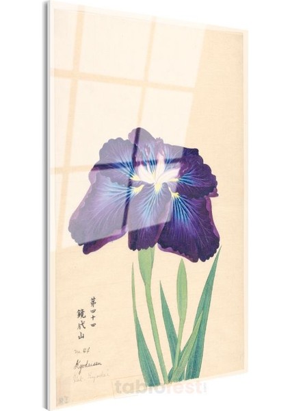 Ohara Koson - Mor Iris Çiçeği Japon Tarzı Illüstrasyon Cam Tablo modelleri