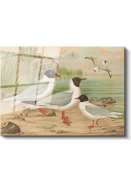 Anonim - Sahildeki Martılar Cam Tablo fiyatları